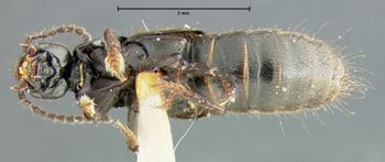 Media type: image;   Entomology 24102 Aspect: habitus ventral view